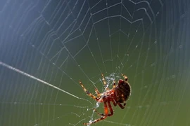 Ảnh minh họa. (Nguồn: Internet)