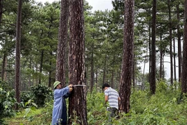 Kiểm tra các cây thông bị đầu độc. (Ảnh: Nguyễn Dũng/TTXVN)