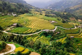 Những thửa ruộng bậc thang tại Hoàng Su Phì như những thảm lụa vàng. (Ảnh: Nam Thái/TTXVN)