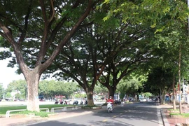Một góc đường phố xanh tại thành phố Buôn Ma Thuột. (Ảnh: Tuấn Anh/TTXVN)