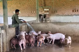Ông Phạm Văn Di, trú tại xã Sơn Bình (Châu Đức, Bà Rịa-Vũng Tàu) chăm sóc đàn lợn chuẩn bị cho vụ Tết. (Ảnh: Hoàng Nhị/TTXVN)