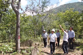 Lãnh đạo UBND tỉnh Ninh Thuận và các đơn vị liên quan kiểm tra cây rừng tự nhiên bị đầu độc tại tiểu khu 70, xã Phước Đại, huyện Bác Ái. (Ảnh: Công Thử/TTXVN)