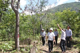 Lãnh đạo UBND tỉnh Ninh Thuận và các đơn vị liên quan kiểm tra cây rừng tự nhiên bị đầu độc tại tiểu khu 70, xã Phước Đại, huyện Bác Ái. (Ảnh: Công Thử/TTXVN)
