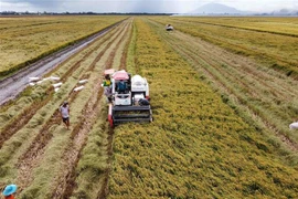 (Ảnh minh họa: Vũ Sinh/ TTXVN)
