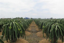 Vườn thanh long 6.000m2 ứng dụng công nghệ cao của ông Nguyễn Văn Vĩnh tại ấp Long Thành, xã Long Trì, huyện Châu Thành mang lại lợi nhuận hàng tỷ đồng mỗi năm. (Ảnh: Minh Hưng/TTXVN)