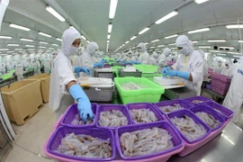 Chế biến tôm xuất khẩu tại Công ty Cổ phần Thực phẩm Sao Ta (Sóc Trăng). (Ảnh: TTXVN)