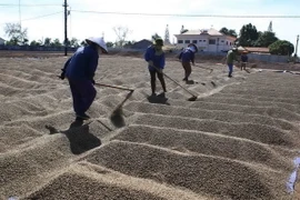 Sơ chế càphê tại Công ty Càphê IASAO 2 (Tổng công ty Càphê Việt Nam). (Ảnh: Vũ Sinh/TTXVN)