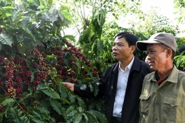 Bộ trưởng Bộ Nông nghiệp và Phát triển Nông thôn Nguyễn Xuân Cường thăm vườn càphê của hộ nông dân Nguyễn Đăng Tỉnh, thị trấn Nam Ban, huyện Lâm Hà. (Ảnh: Vũ Sinh/TTXVN)