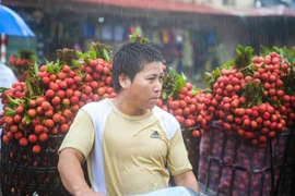 Khuôn mặt người nông dân những ngày này luôn hiện rõ nét lo âu, bồn chồn khi vải ngày càng nhiều mà thương lái thu mua thì có hạn. (Ảnh: Minh Sơn/Vietnam+)