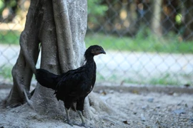 Loại gà này có tên gọi Ayam Cemani cực kỳ quý hiếm và đắt đỏ. Chúng có nguồn gốc từ đảo Java – Indonesia, người dân địa phương coi giống gà này như một biểu tượng của sự may mắn. (Ảnh: Minh Sơn/Vietnam+)