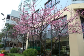 [Photo] Ngắm hoa anh đào Nhật Bản nở giữa lòng Hà Nội 