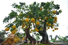 [Photo] Trăm triệu đồng không mua được cây bưởi cảnh cổ thụ "lộc phát"