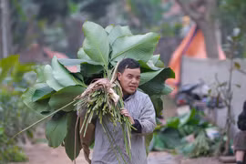 [Photo] Làng lá dong lớn nhất Thủ đô hối hả thu hoạch dịp cận Tết