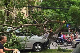Chiếc xe ôtô "hạ gục" hoàn toàn cây phượng trên đường Trần Đăng Ninh. (Ảnh: PV/Vietnam+)