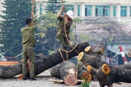 [Photo] Hàng loạt cây xanh trước cổng ĐH Giao thông vận tải bị đốn hạ 