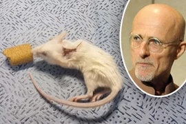 Sergio Canavero cấy ghép thành công trên chuột. (Nguồn: dailystar)