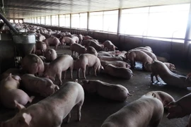 Trang trại chăn nuôi lợn. (Ảnh: Thanh Tân/TTXVN)