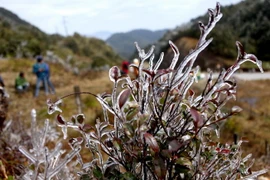 Ảnh minh họa. (Ảnh: Quý Trung/TTXVN)