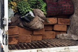 Gỗ được nguỵ trang dưới lớp bọc là xe chở chuối. (Ảnh: Quốc Việt/Vietnam+)