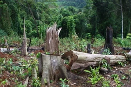 Ảnh minh họa. (Ảnh: Dương Giang/TTXVN)