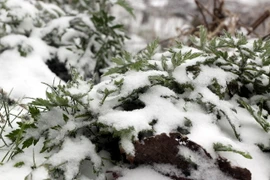 Ảnh minh họa. (Ảnh: Thế Duyệt/TTXVN)