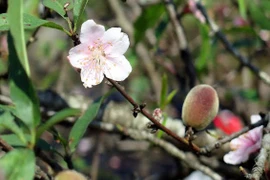 [Photo] Sắc đào rừng xua tan băng giá vùng cao Lai Châu