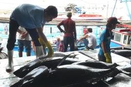 Phân loại cá ngừ đại dương trước khi mang đi tiêu thụ. (Ảnh: Nguyên Lý/TTXVN)