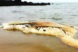 Xác cá voi nặng khoảng 5 tấn trôi dạt vào bờ biển. (Ảnh: Võ Dung/TTXVN)