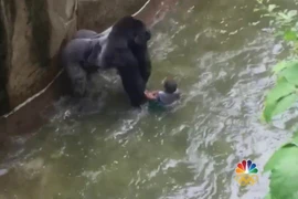 Khỉ đột bị bắn chết sau khi lôi đứa bé về chỗ ở của mình. (Nguồn: nbcnews.com)