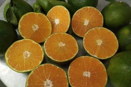 Hòa Bình: Quýt Ôn Châu được giá, người dân Cao Phong phấn khởi