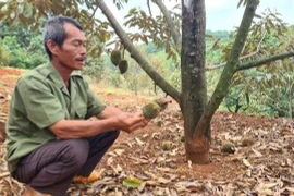 Gia Lai nguy cơ mất trắng vụ sầu riêng do thời tiết bất thường