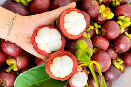 Lâm Đồng: Đặc sản Măng cụt Bảo Lộc được cấp nhãn hiệu độc quyền
