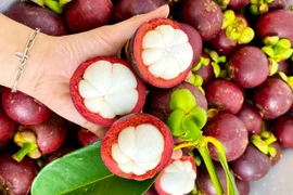Lâm Đồng: Đặc sản Măng cụt Bảo Lộc được cấp nhãn hiệu độc quyền