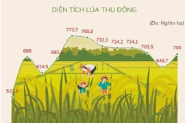 ĐBSCL nâng diện tích trồng lúa vụ Thu Đông lên 700.000 ha