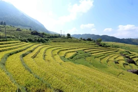 [Photo] Mùa vàng trên những thửa ruộng bậc thang ở Lai Châu