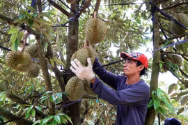 Xuất khẩu rau quả 8 tháng năm 2023 tiếp tục bùng nổ, tăng 57,5%