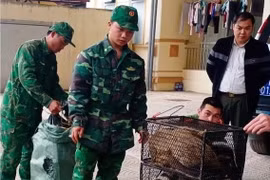 Cao Bằng: Bắt giữ đối tượng vận chuyển trái phép 72 cá thể cầy vòi
