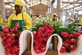 Ngày lễ Tình nhân ảm đạm với người trồng hoa hồng xuất khẩu tại Kenya