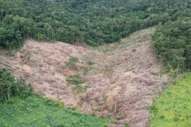 Gia Lai: Phát hiện gần 5 ha rừng tự nhiên bị tàn phá trái phép
