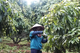 Vải thiều sớm Tân Yên sẵn sàng chinh phục các thị trường ngoài nước