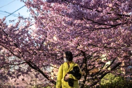 Thủ đô Tokyo của Nhật Bản đón mùa hoa anh đào sớm bất thường