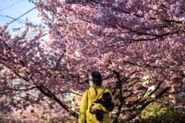 Thủ đô Tokyo của Nhật Bản đón mùa hoa anh đào sớm bất thường
