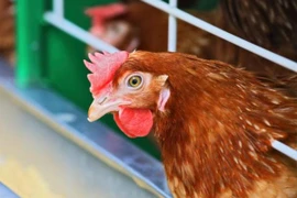 Ca nhiễm cúm H10N8 đầu tiên tử vong tại Trung Quốc