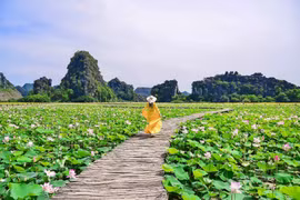 [Photo] Khám phá đầm sen được mệnh danh đẹp nhất Việt Nam 