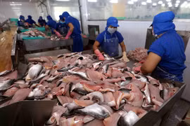 Công ty Cổ phần Đầu tư & Phát triển Đa Quốc Gia IDI liên kết sản xuất cá tra theo chuỗi giá trị khép kín. (Ảnh: TTXVN)