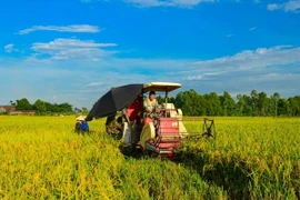 Ảnh chỉ có tính minh họa. (Ảnh: Lê Minh Sơn/Vietnam+)