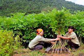 Chuẩn bị cây giống cung cấp ra thị trường. (Ảnh: Quang Quyết/TTXVN)