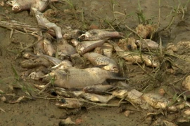 Cá chết nổi trắng hồ. (Ảnh: Phước Ngọc/TTXVN)