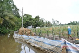 Người dân trồng thanh long ở huyện Lấp Vò, Đồng Tháp, tự làm đê bao bảo vệ sản xuất vườn cây ăn trái trong mùa mưa lũ. (Ảnh: Chương Đài/TTXVN)