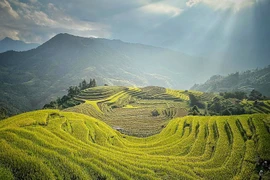 Ruộng bậc thang Hà Giang dưới nắng chiều. (Ảnh: Mai Mai/Vietnam+)